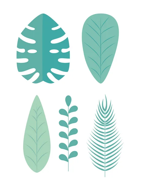 Set of nature leaves plants and branches — Stock Vector