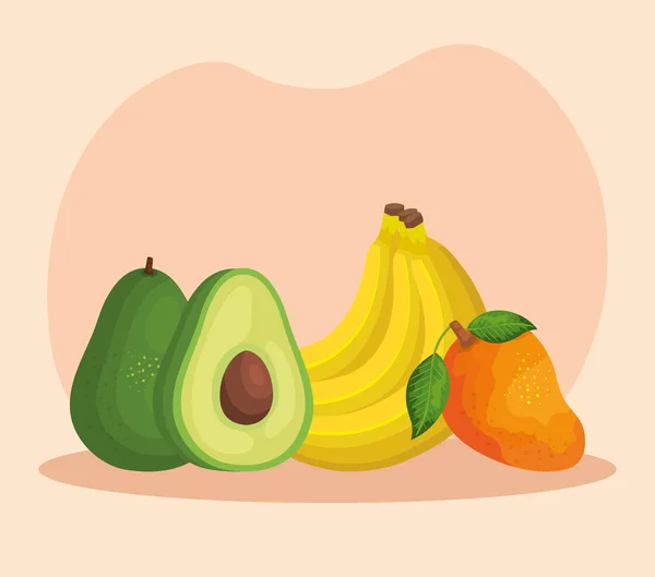 Muz ve mango meyve ile organik avokado — Stok Vektör