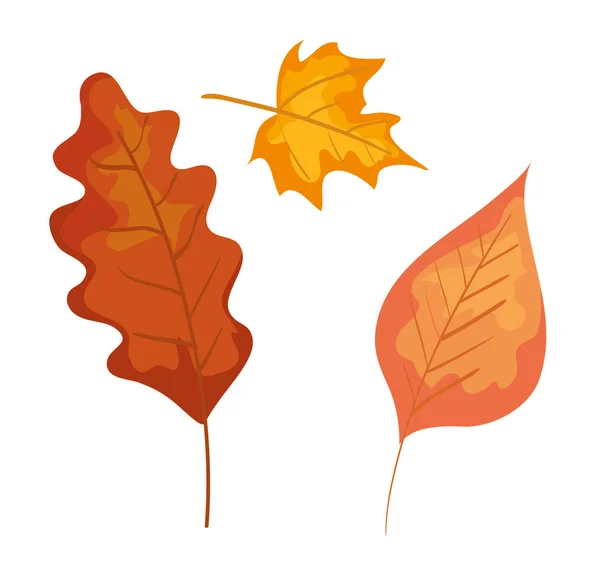 Soubor přírody podzimní listí — Stockový vektor