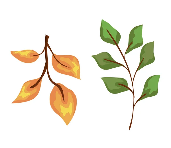 Ensemble de la nature feuilles branches plantes — Image vectorielle