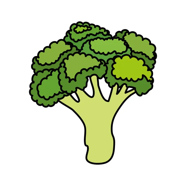 Verse broccoli groente natuur icoon — Stockvector