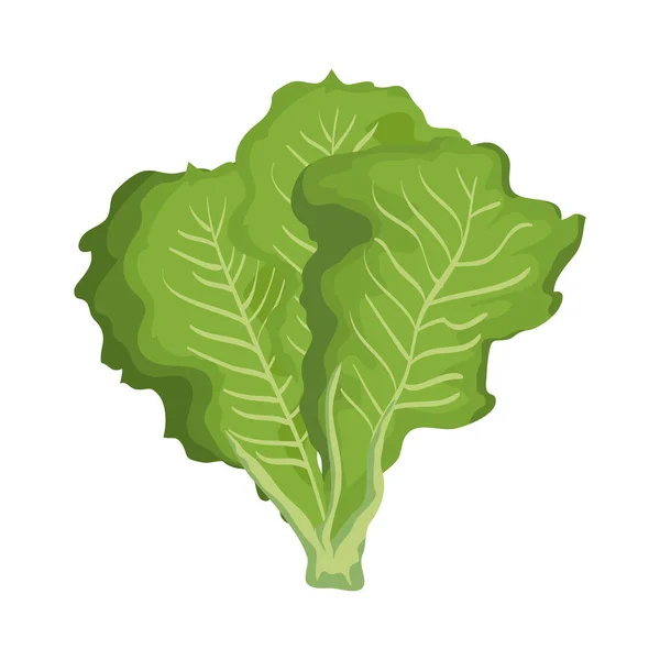 Frischer Salat Gemüse Natur Symbol — Stockvektor
