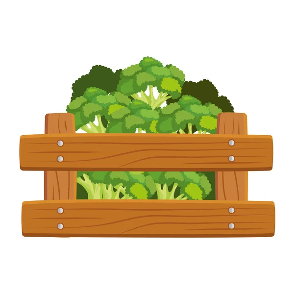 Свежий брокколи овощ в деревянной коробке — стоковый вектор