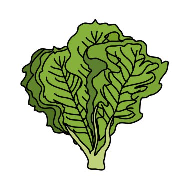 taze marul sebze doğa simgesi