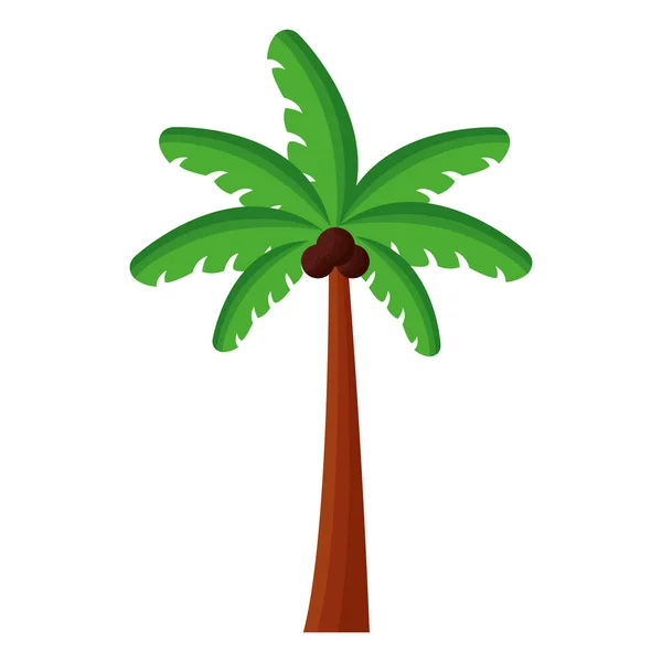 Palm tree of summer season design — Stock Vector