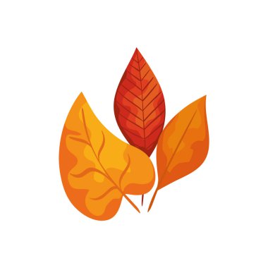 sezon sonbahar yapraklar izole simgesi