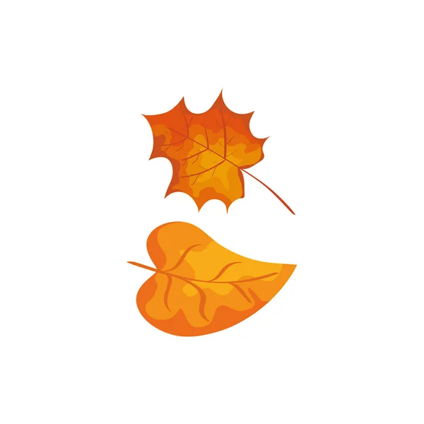 Folha de outono temporada ícone isolado — Vetor de Stock