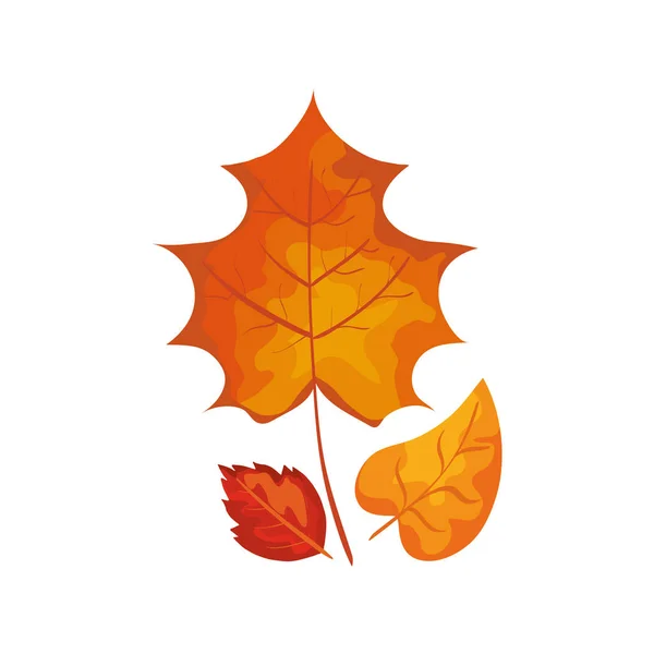 Folha de outono temporada ícone isolado — Vetor de Stock