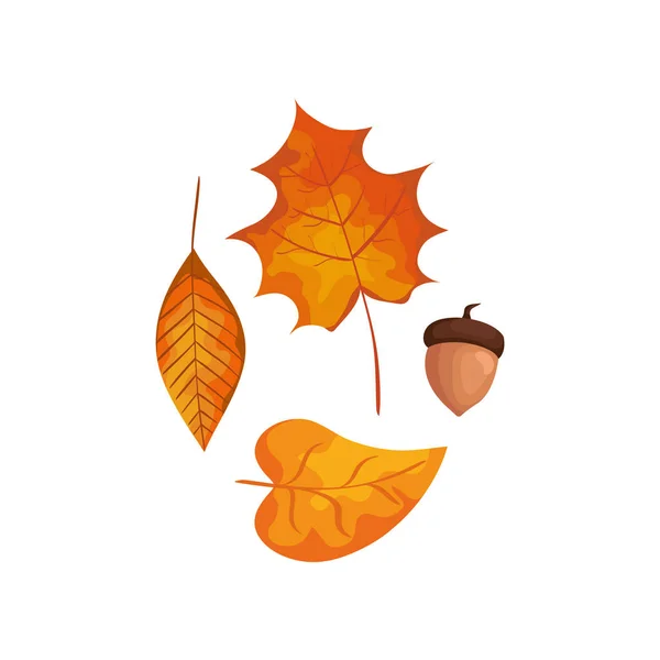 Сезон осінні листки з горіхом ізольовані значок — стоковий вектор