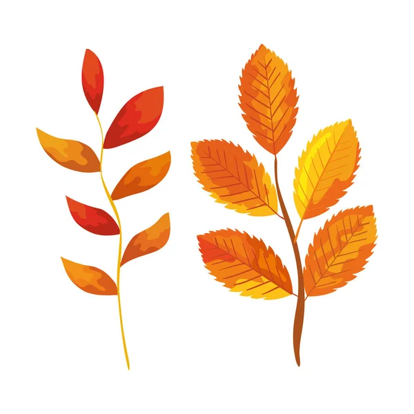 Temporada ramas de otoño con hojas — Vector de stock