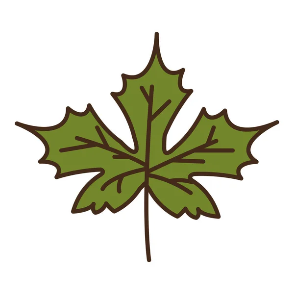 Autumn maple leaf plant seasonal isolated icon — Stock Vector
