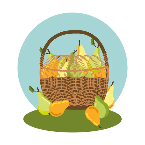 Pears of autumn in basket wicker — Stock Vector