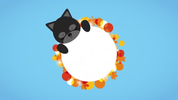 Feliz celebración de acción de gracias con mapache — Vídeos de Stock