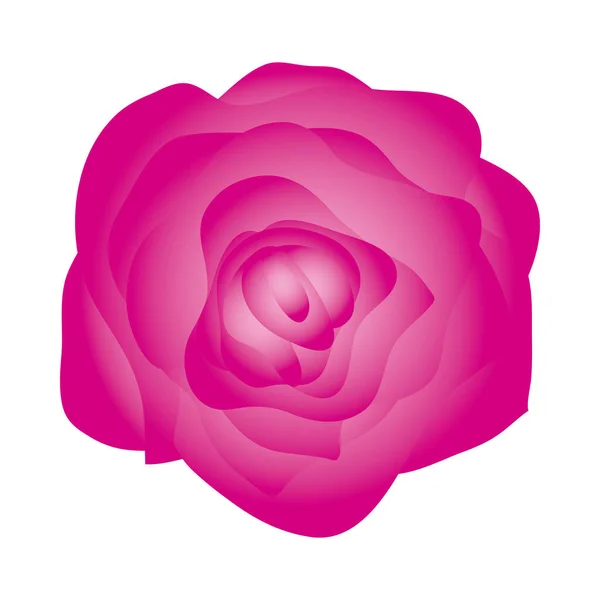 Bela rosa flor planta ícone isolado —  Vetores de Stock