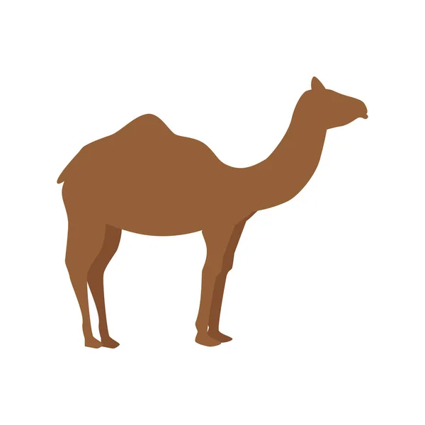 Silueta camello en pose de caminar sobre fondo blanco — Vector de stock