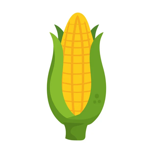 Verse heerlijke maïs op witte achtergrond — Stockvector