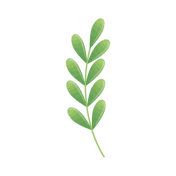 하얀 배경에 보이는 식물, 녹색 잎, 약초와 가지 — 스톡 벡터