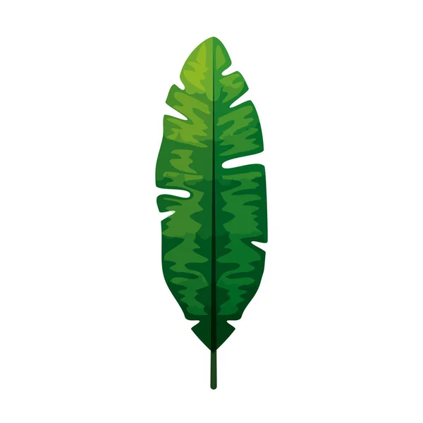 Plante tropique, feuille de jungle, feuillage exotique nature botanique — Image vectorielle