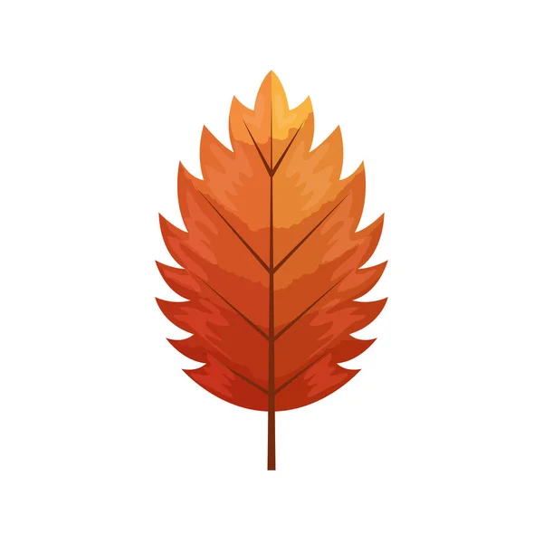 Herbstblatt oder Herbstlaub auf weißem Hintergrund — Stockvektor