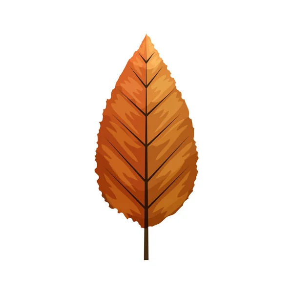 Hoja de otoño o follaje de otoño sobre fondo blanco — Vector de stock