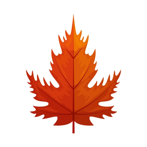 Érable à feuilles d'automne ou feuillage d'automne sur fond blanc — Image vectorielle