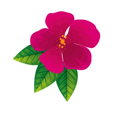 çiçek pembe renk, bahar konsepti beyaz arkaplanda