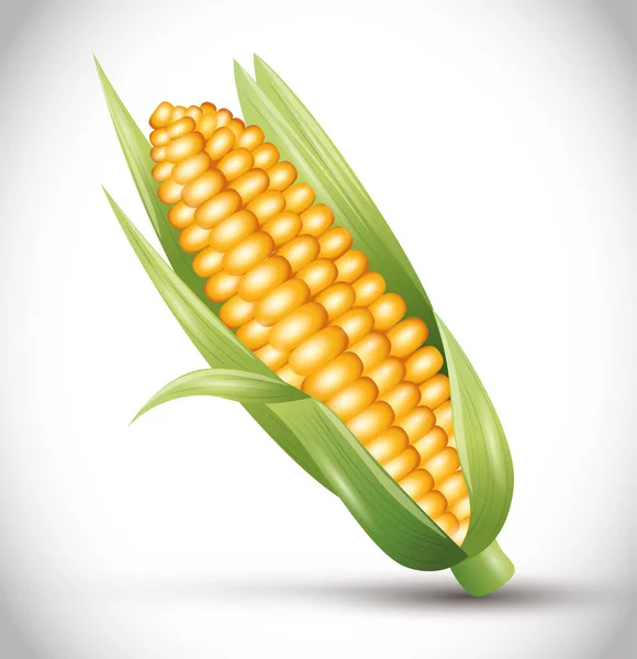 Mazorca de maíz madura con hojas, mazorca de maíz, verduras frescas — Vector de stock