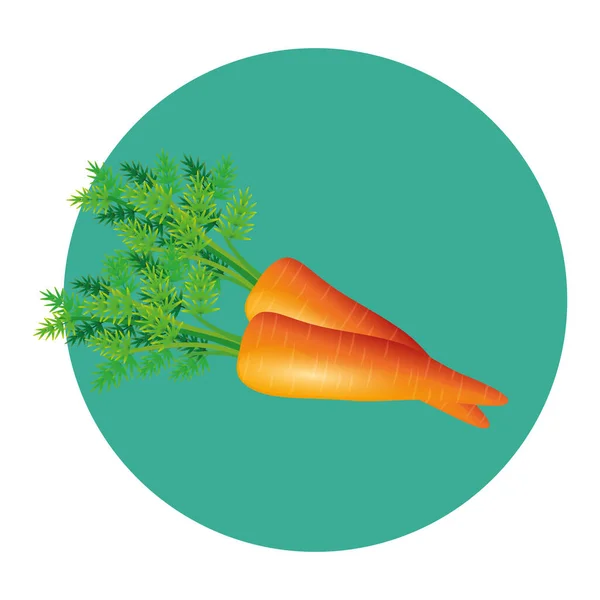 Isolerade morötter grönsaksvektor design — Stock vektor