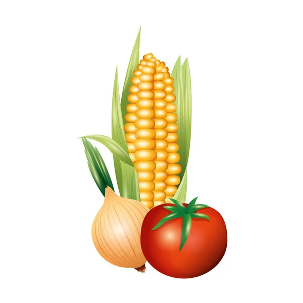 Oignon tomate et modèle vecteur de légumes de maïs — Image vectorielle