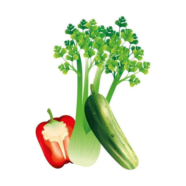 Сельдерей огурец и перец векторный дизайн овощей — стоковый вектор