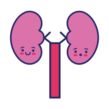 Böbrekler insan organı kawaii tarzı