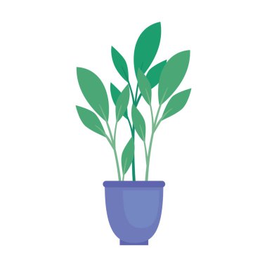 Beyaz arka planda ev otu bitkisi