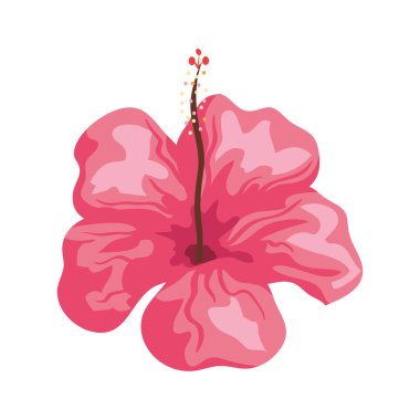 hibiscus güzel pembe renk, tropikal doğa, ilkbahar botanik