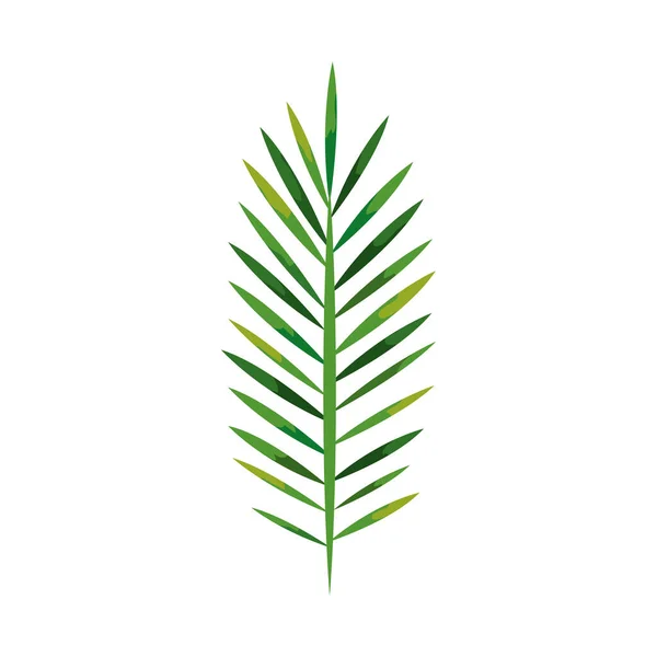 Ветка с листьями тропические, концепция природы — стоковый вектор
