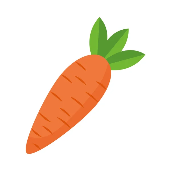 Isolated carrot vegetable vector design — Stock Vector