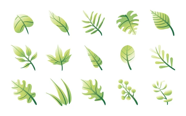 Paquet de feuilles plantes ensemble icônes — Image vectorielle