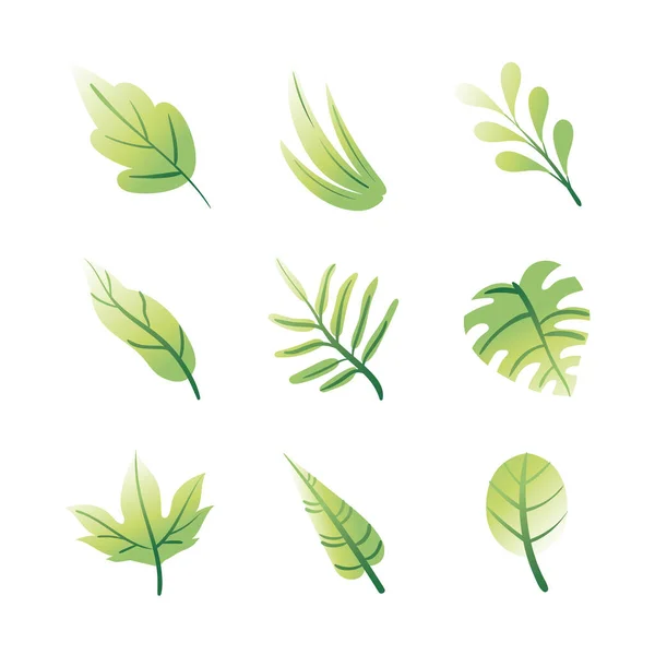 Bundel bladplanten set pictogrammen — Stockvector