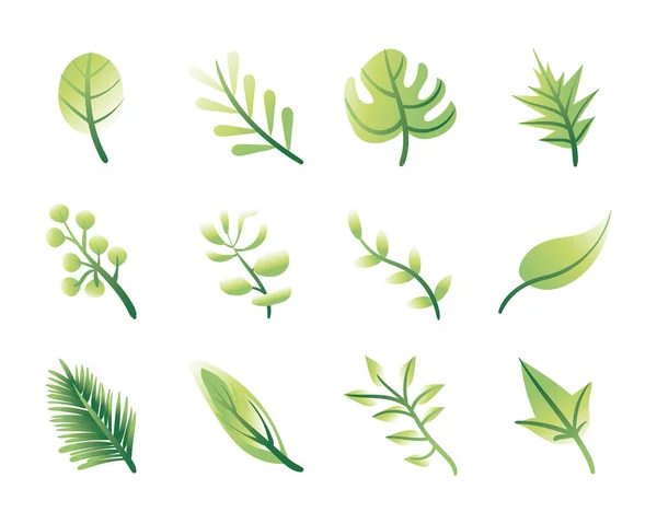 Paquete de hojas plantas establecer iconos — Vector de stock