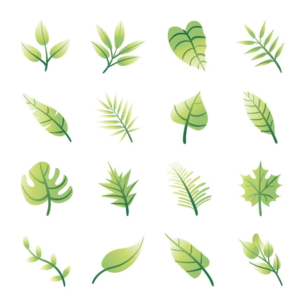 Bundle of leafs plants set icons — Stock Vector