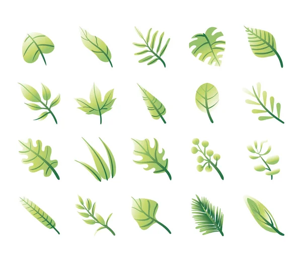 Paquet de feuilles plantes ensemble icônes — Image vectorielle