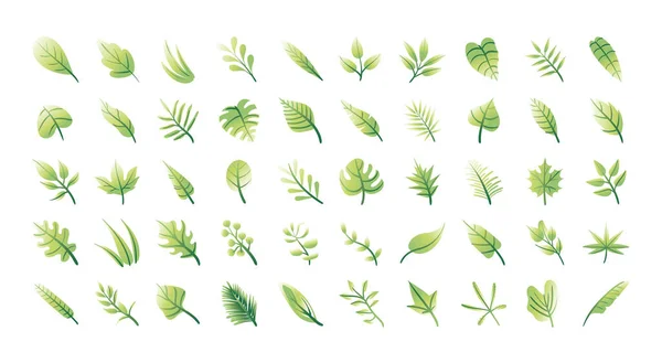 Bundle of leafs plants set icons — Stock Vector