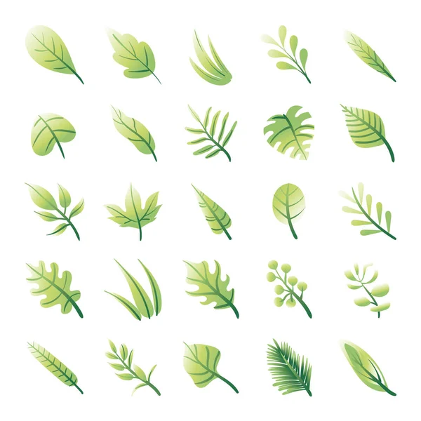 Paquete de hojas plantas establecer iconos — Vector de stock