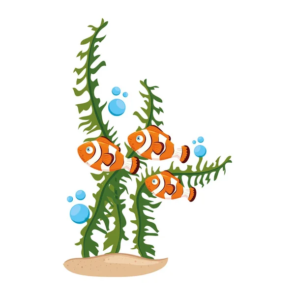 Hav undervattensliv, anemon fiskar med alger, clown fiskar på vit bakgrund — Stock vektor