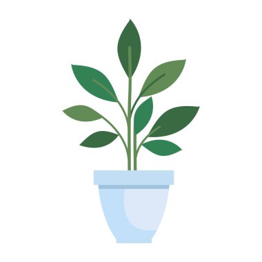 Beyaz arka planda ev otu bitkisi