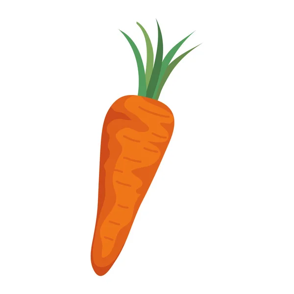 Diseño aislado del vector vegetal zanahoria — Vector de stock