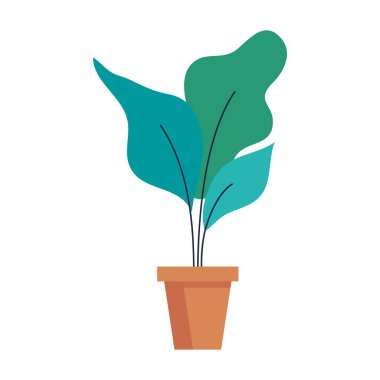 Beyaz arka planda ev otu bitkisi