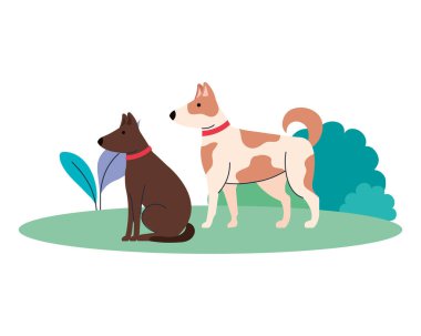 Beyaz arka planda, açık havada sevimli köpekler.