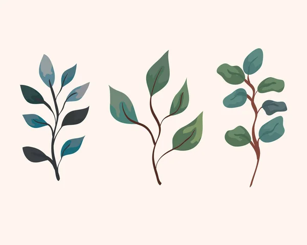Conjunto de ramas con hojas, decoración de la naturaleza — Archivo Imágenes Vectoriales