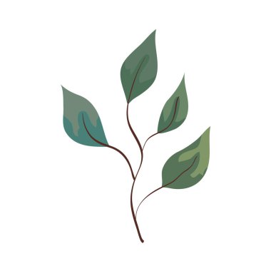 Beyaz arkaplanda yaprakları olan dal