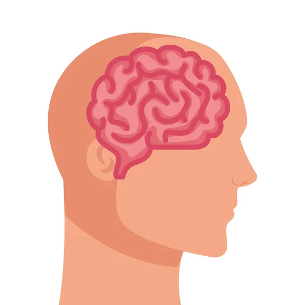 Silhouette du profil humain avec cerveau, sur fond blanc — Image vectorielle